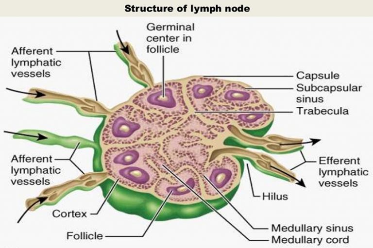 Labeled Diagram Of A Lymph Node