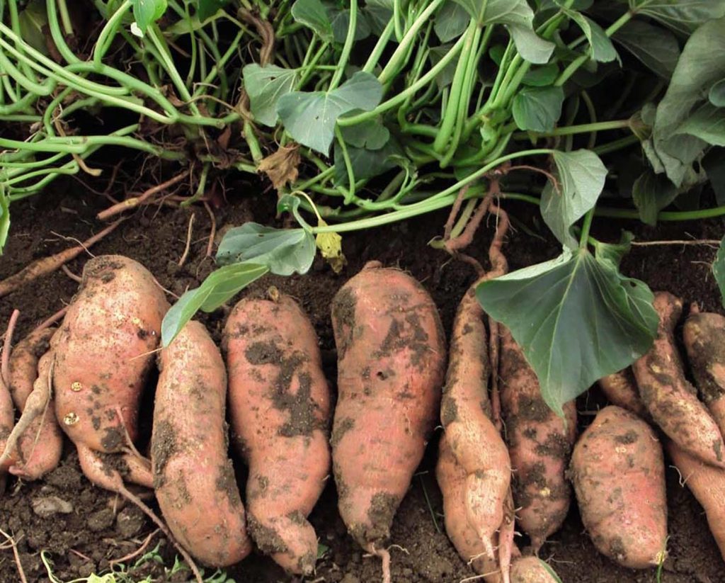 Sweet Potato Nutrition Facts Calories, Fiber, Carbs, Vitamin & Protein