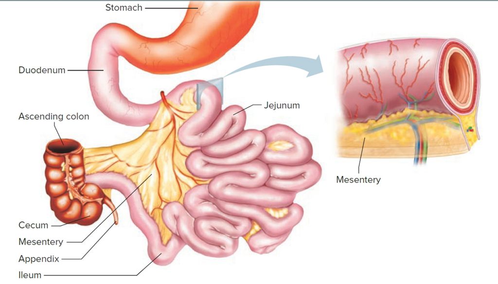 Small Intestine Cancer Causes Symptoms And Treatment Options 4304