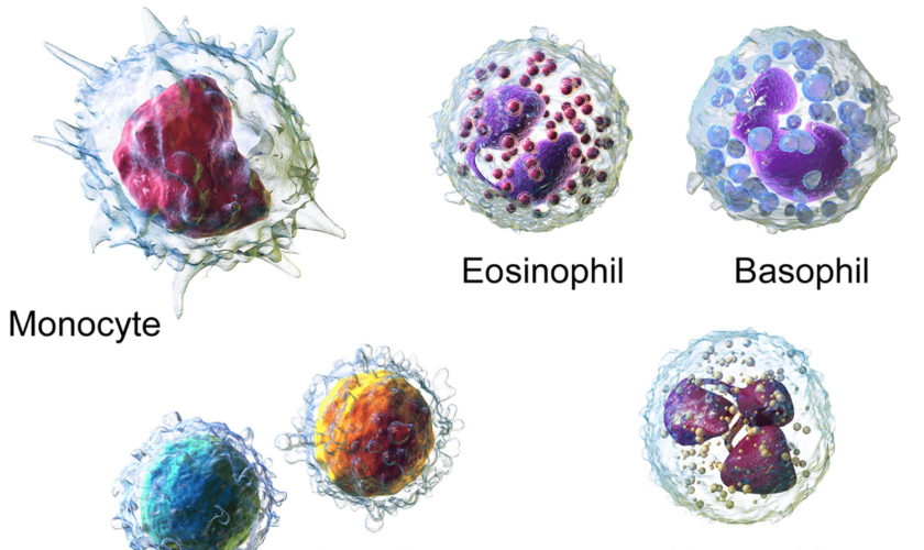 white blood cells