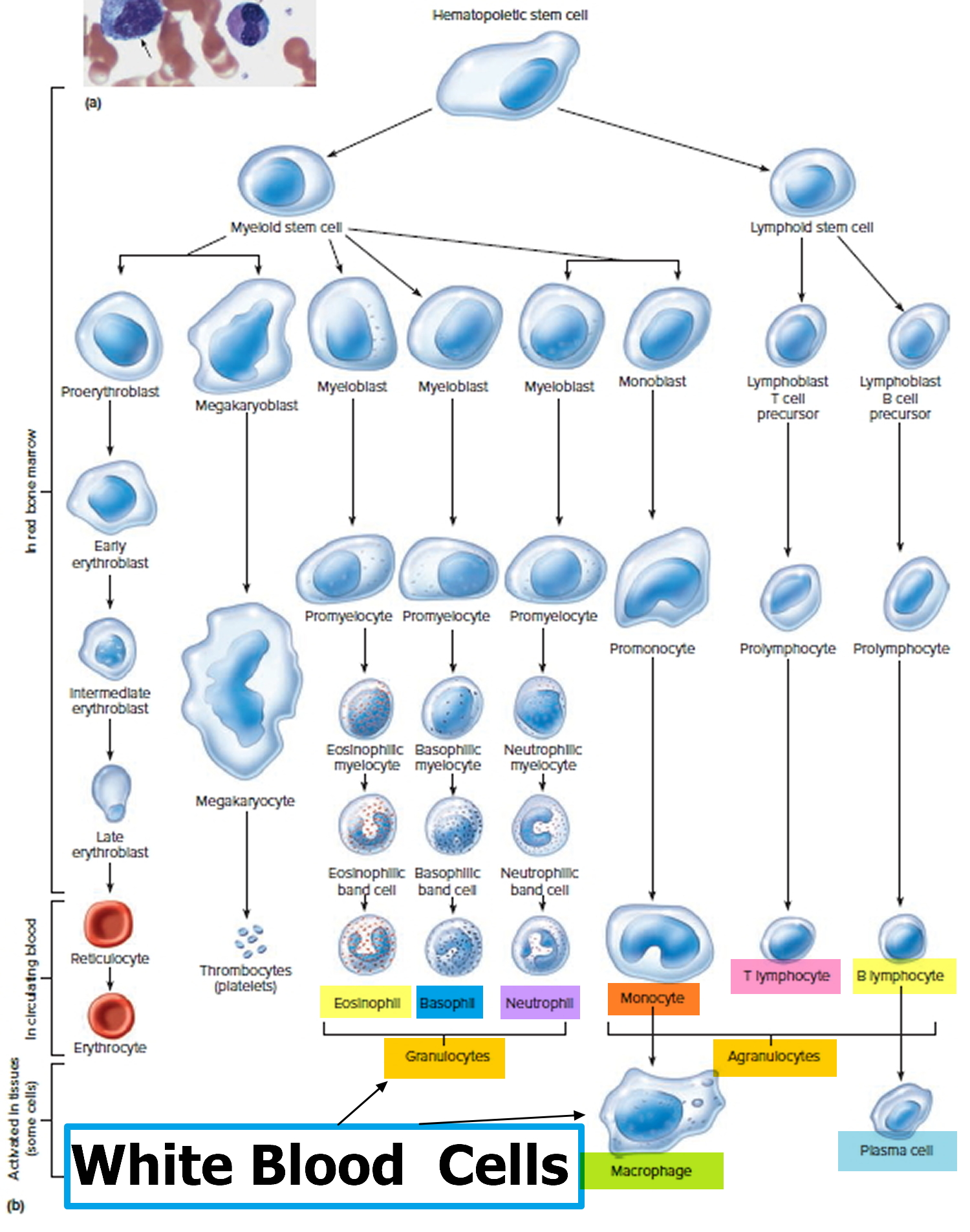 Фазы развития клетки. Эволюция клетки таблица. Развитие клетки. The function of White Blood Cells. Эволюция клетки биология.