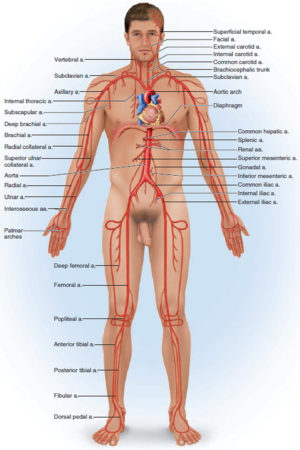 Blood vessels