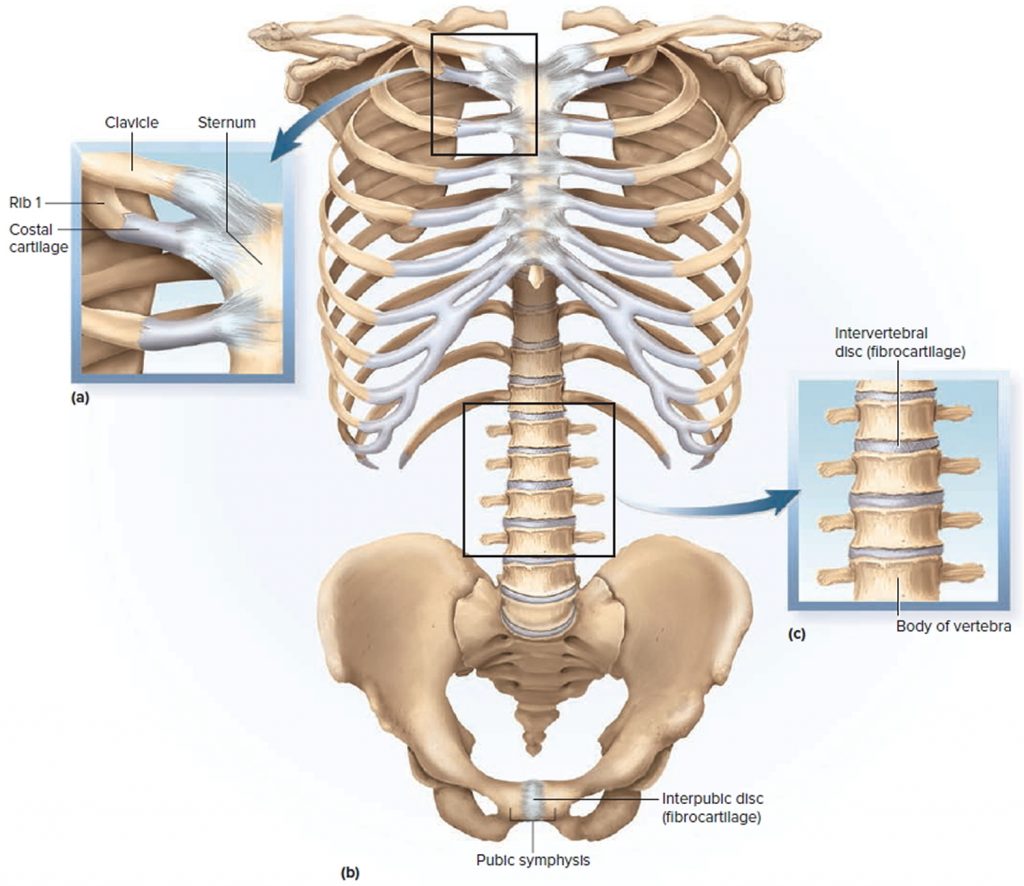 Cartilaginous Joint Diagram