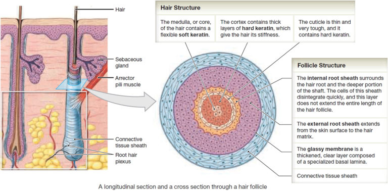 double hair in one follicle