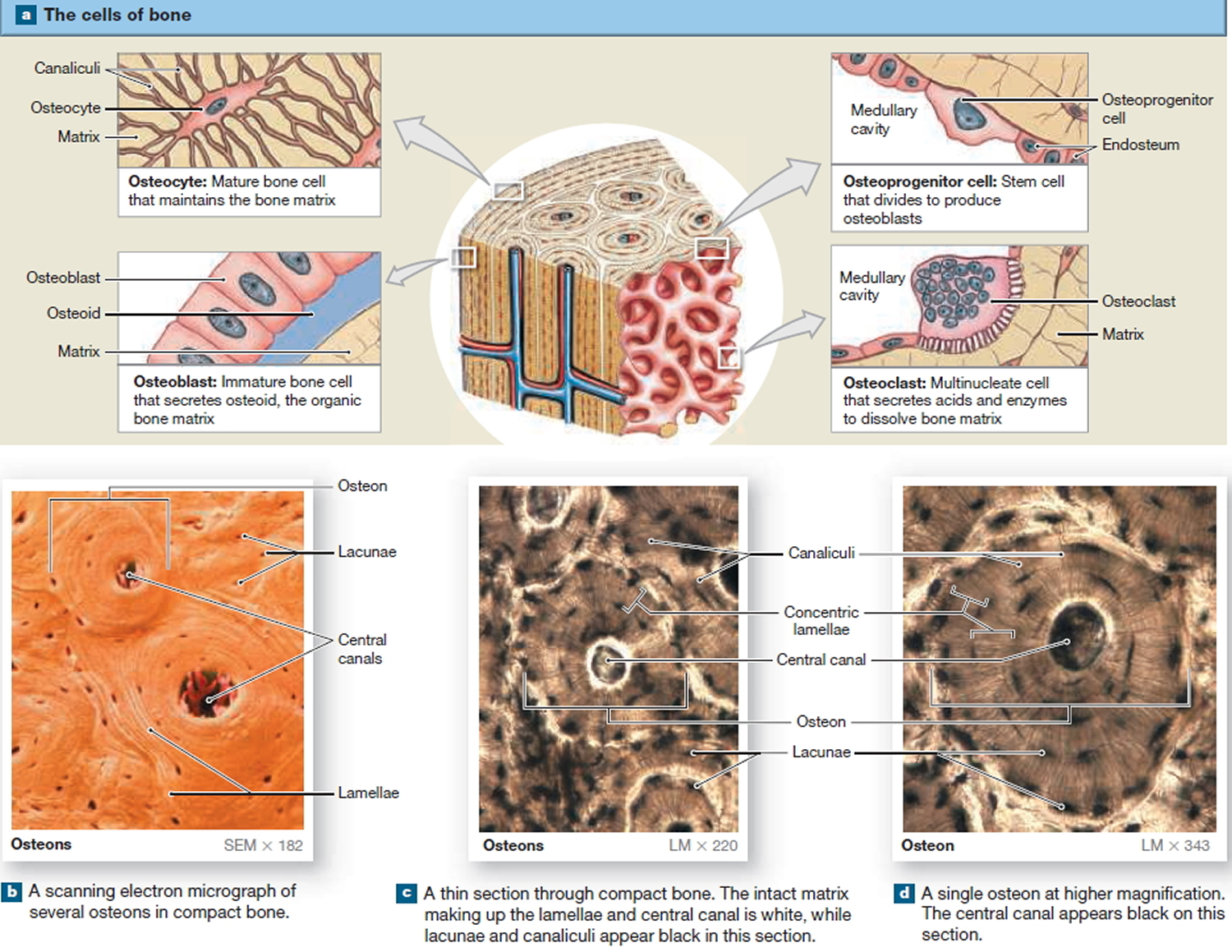 Human Skeleton - Skeletal System Function, Human Bones