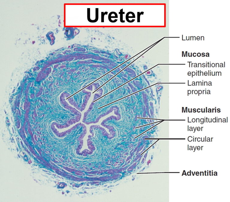 Ureter Anatomy & Function - Ectopic Ureter, Ureter Pain & Ureter Cancer