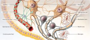 Nervous System - Central and Peripheral Nervous System Function