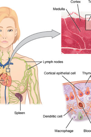 The_Location_Structure_and_Histology_of_the_Thymus
