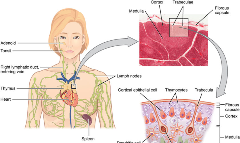 The_Location_Structure_and_Histology_of_the_Thymus