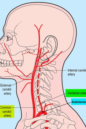 Vertebral artery segments