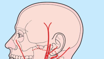 Vertebral artery segments
