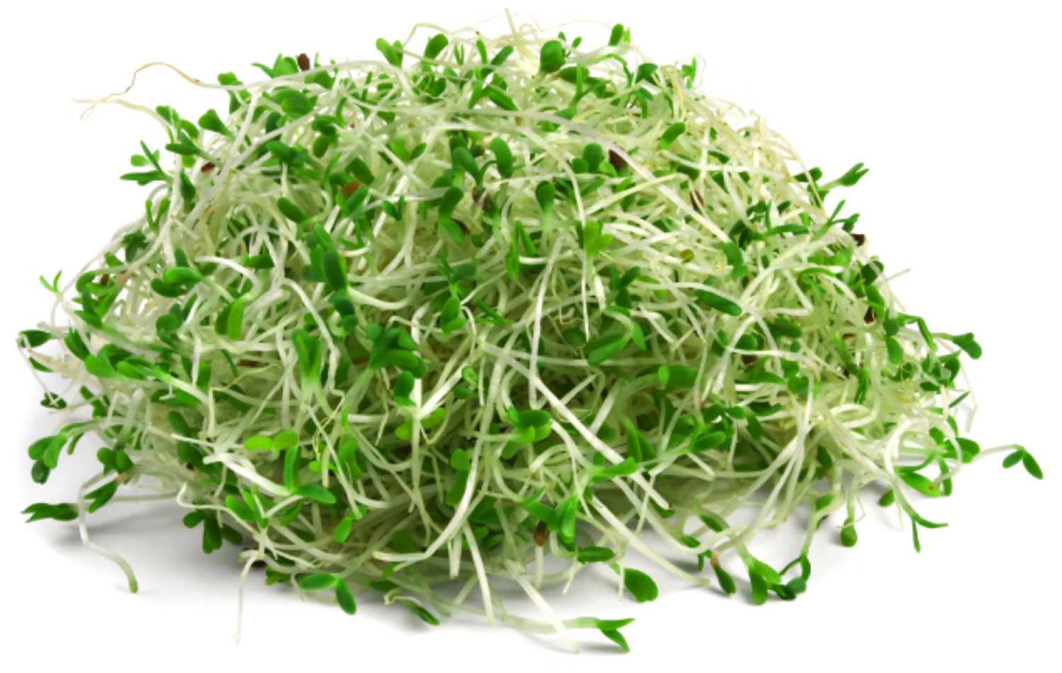 Alfalfa Rezepte - Alfalfa Kiemgroente Sprouts Microgreens Zaaien Sprouting Bolster Kiemgroenten Kweken Medicago Sativa Sprout