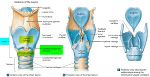 Epiglottitis - Causes, Symptoms, Diagnosis, Treatment