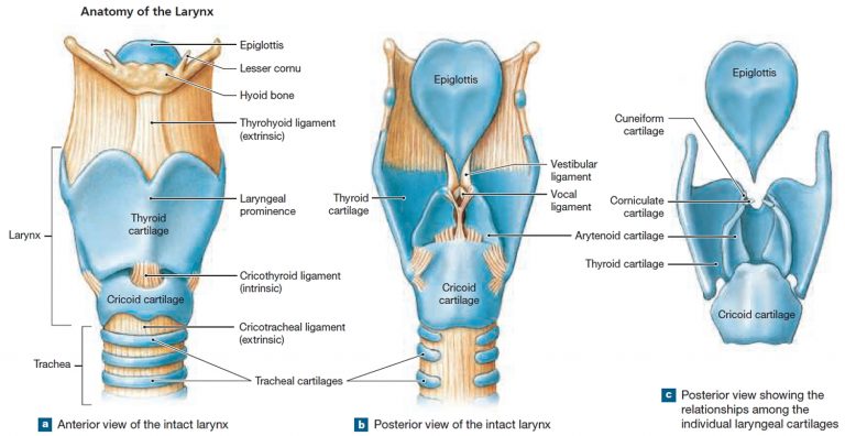 Pharynx - Anatomy & Function in Respiratory System