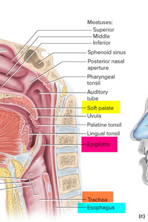 anatomy of the pharynx and larynx