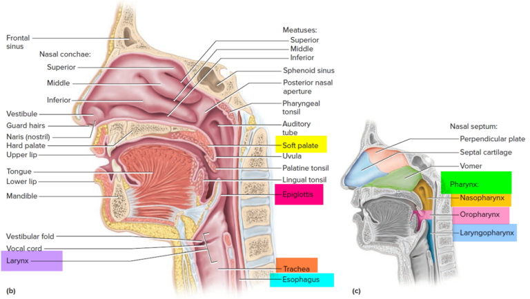 Pharynx Anatomy And Function In Respiratory System