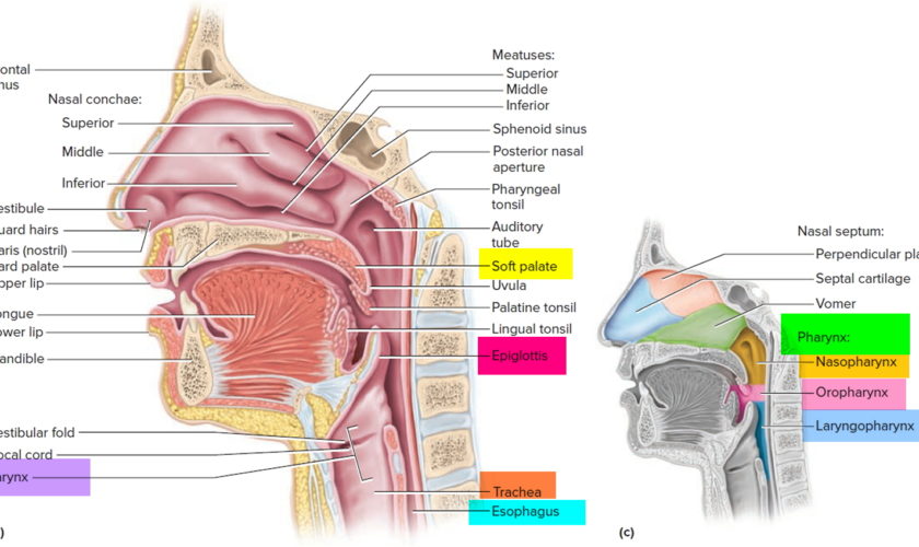 anatomy of the pharynx and larynx