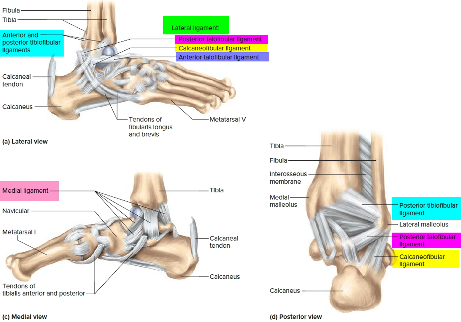 sprained-ankle-symptoms-sprained-ankle-treatment-and-recovery-time