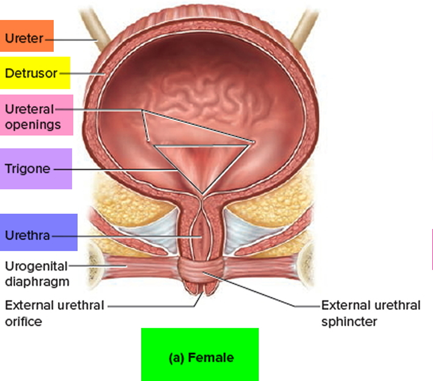 Female urinary bladder anatomy