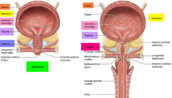 bladder anatomy