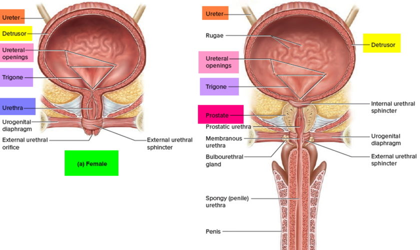 bladder anatomy