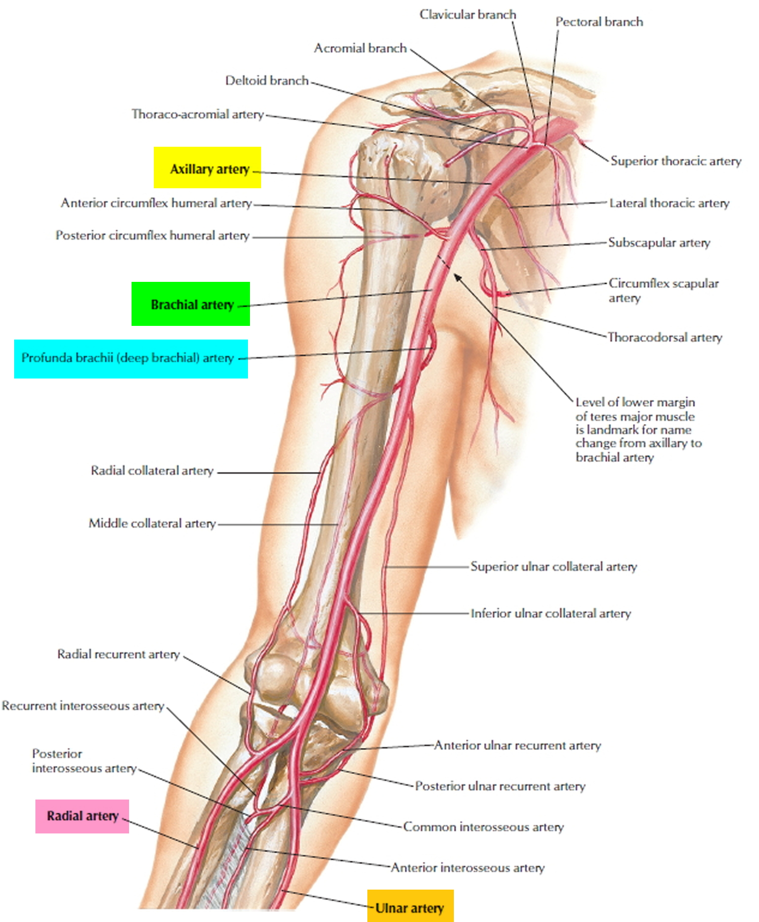 brachial-artery-and-deep-brachial-artery-location-pulse-function