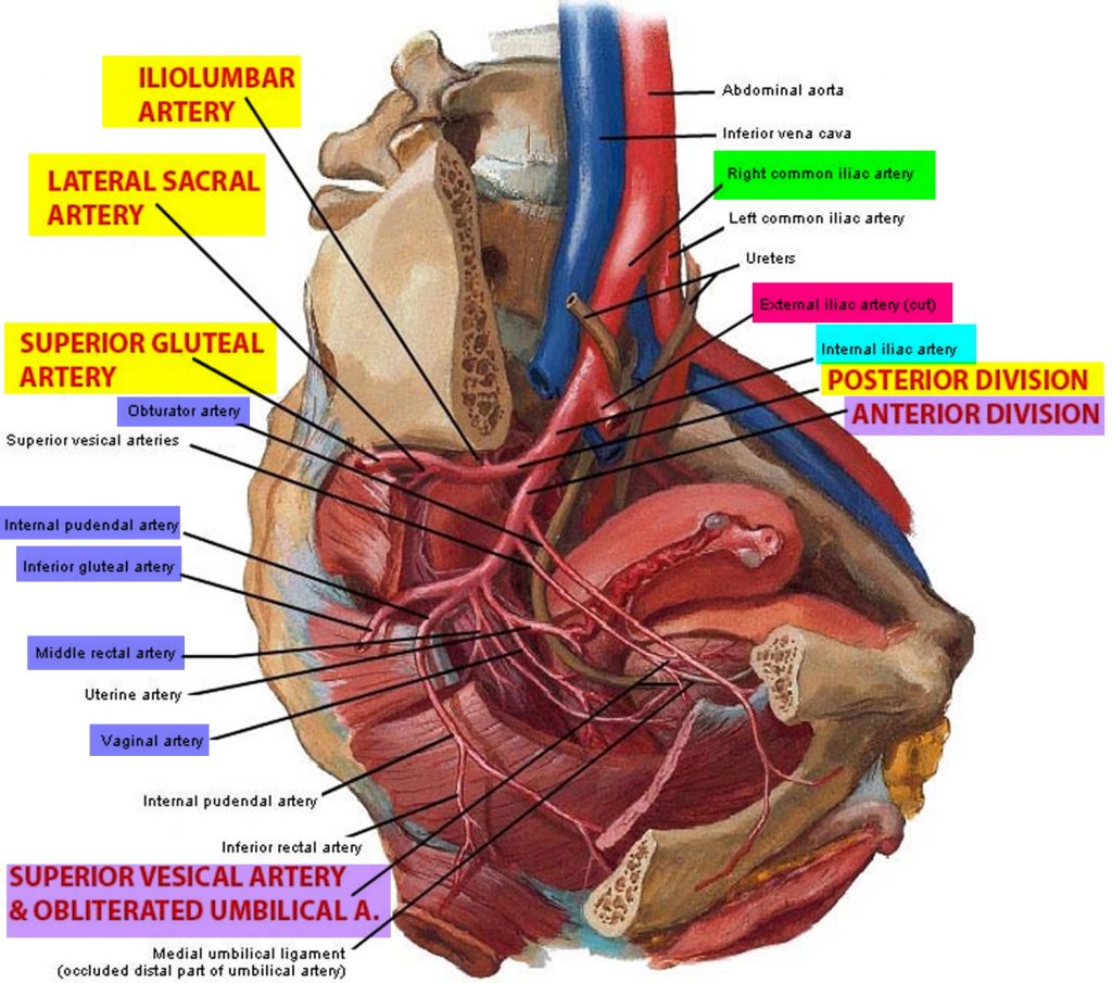 Iliac Artery Common Iliac Artery Internal External Iliac Artery