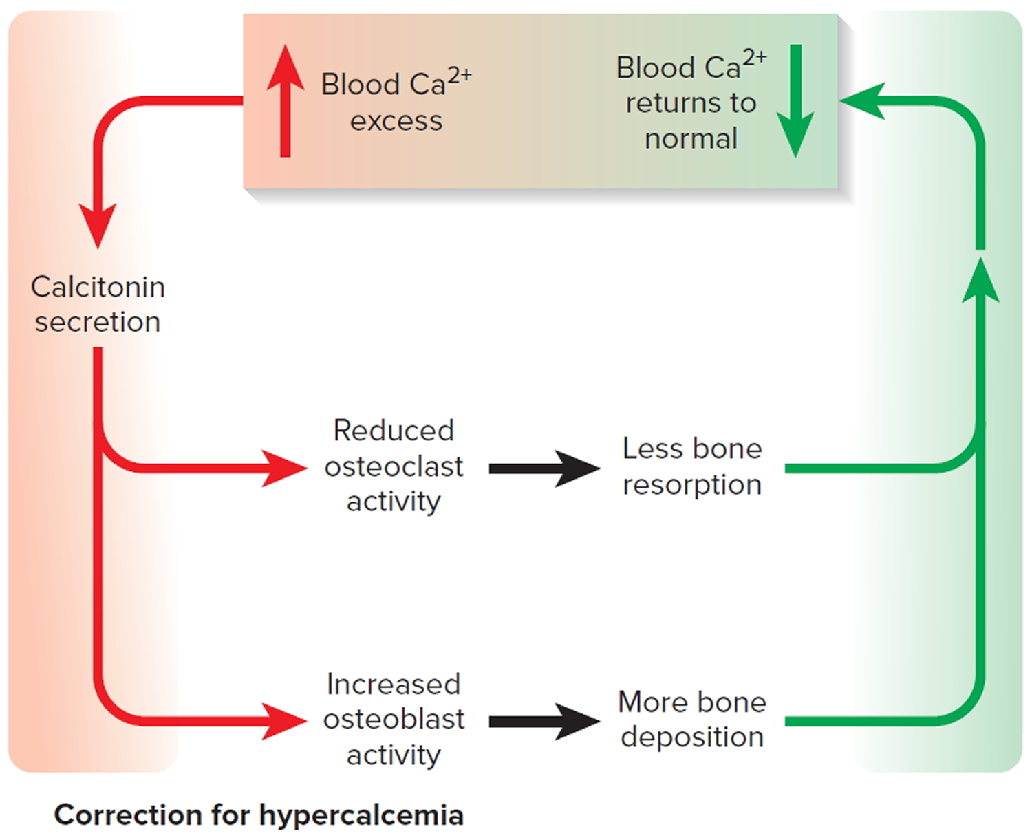 Calcitonin function, where is calcitonin produced & calcitonin uses