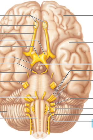 cranial nerves