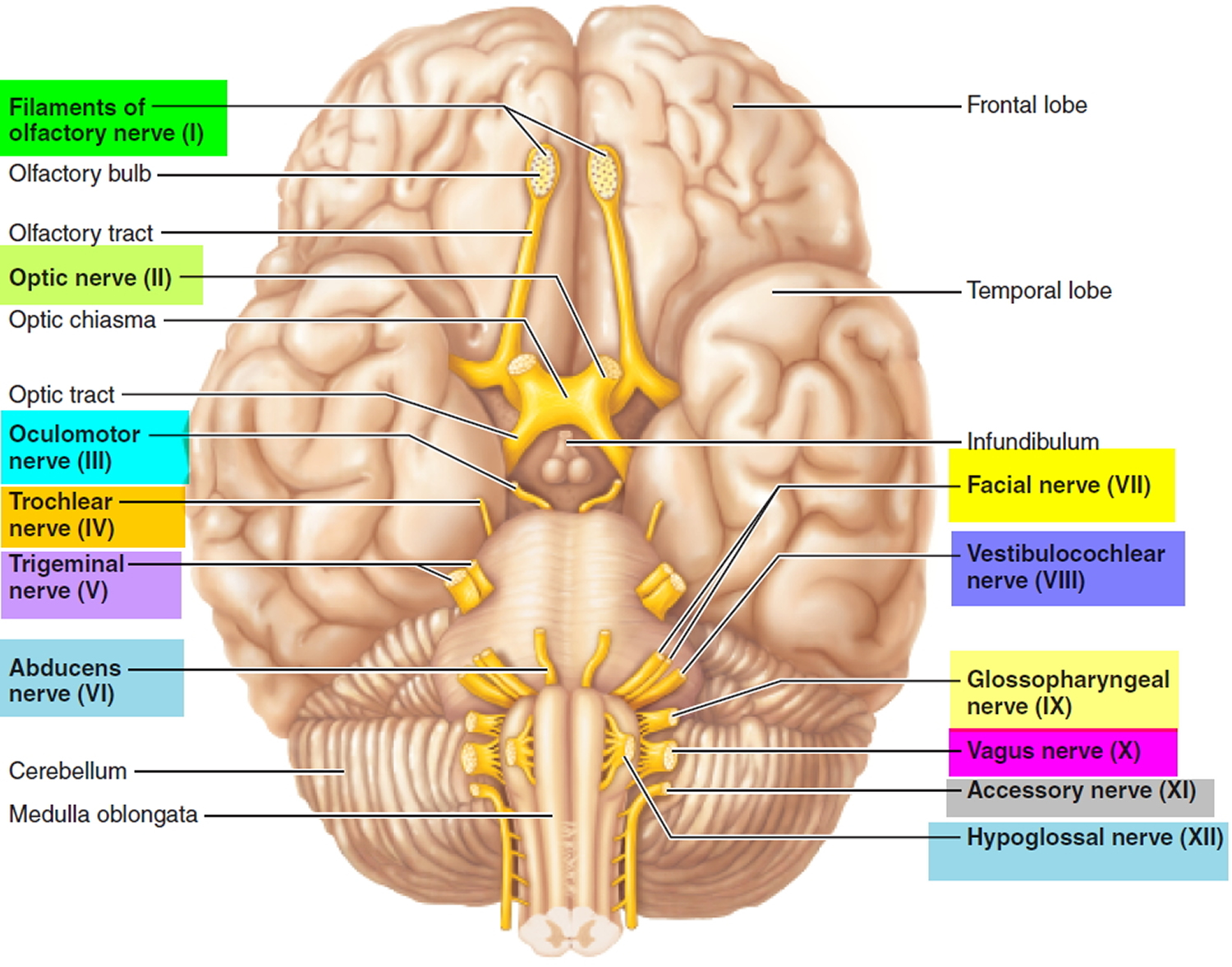 What Are The 12 Cranial Nerves And Their Functions Quizlet