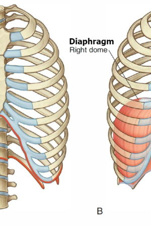 diaphragm