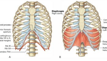 Pharynx - Anatomy & Function in Respiratory System