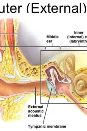 ear canal