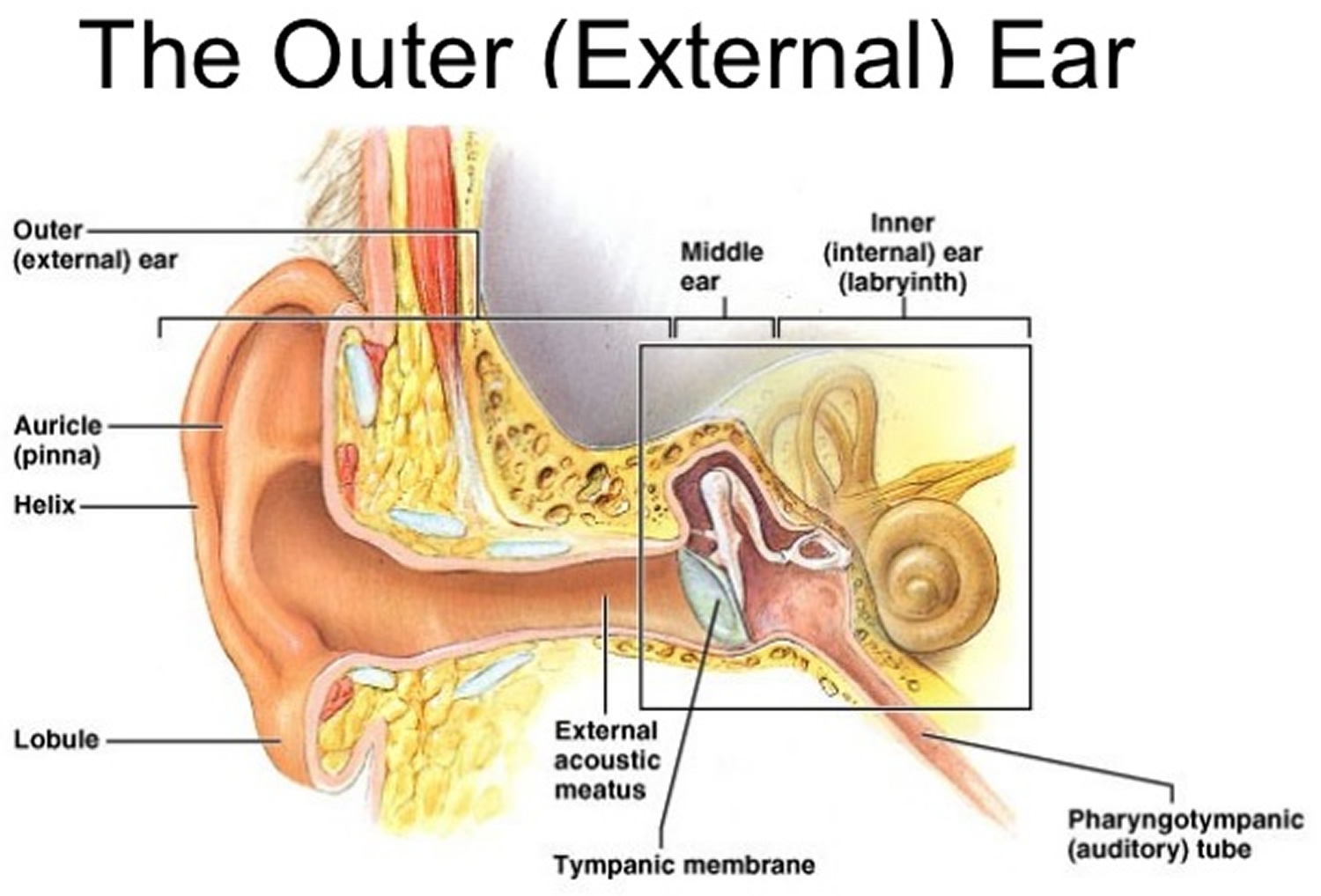 ear-canal-causes-of-pain-itchy-infection-swollen-blood-cyst-bump