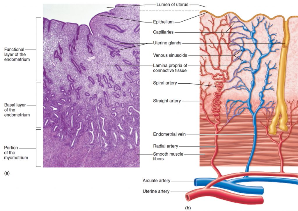 Uterus Anatomy Function Inverted Tipped And Transplantation
