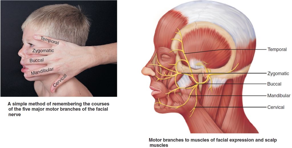 hemifacial-spasm-causes-symptoms-botox-surgery-treatment