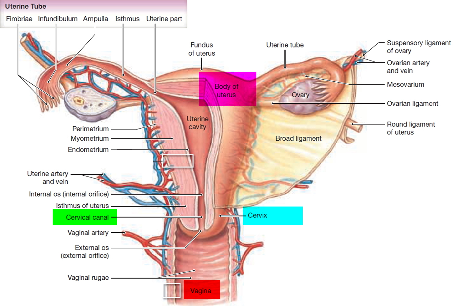 fallopian-tube-function-pregnancy-blocked-fallopian-tube