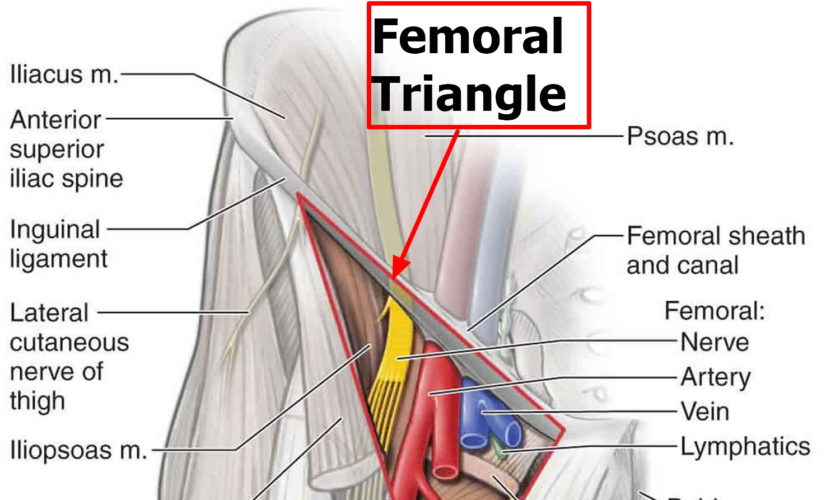 femoral triangle