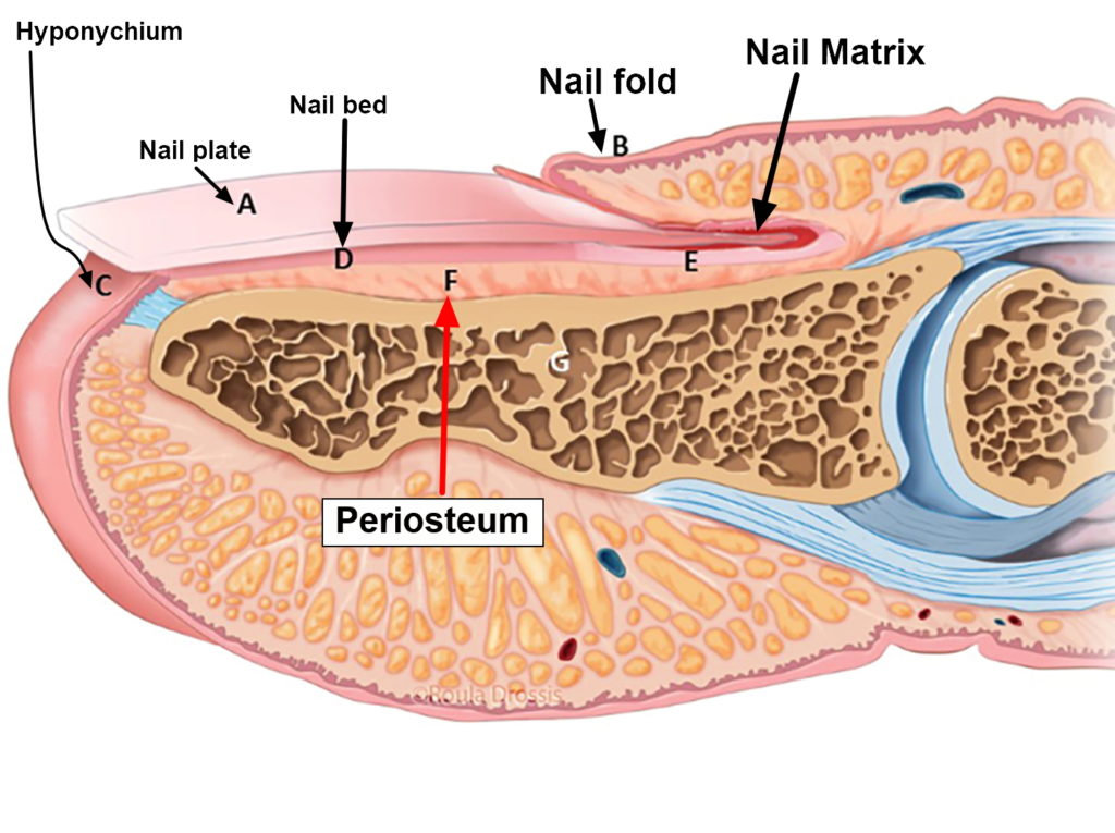 What Is The Function Of The Nail Bed at Al Lewis blog