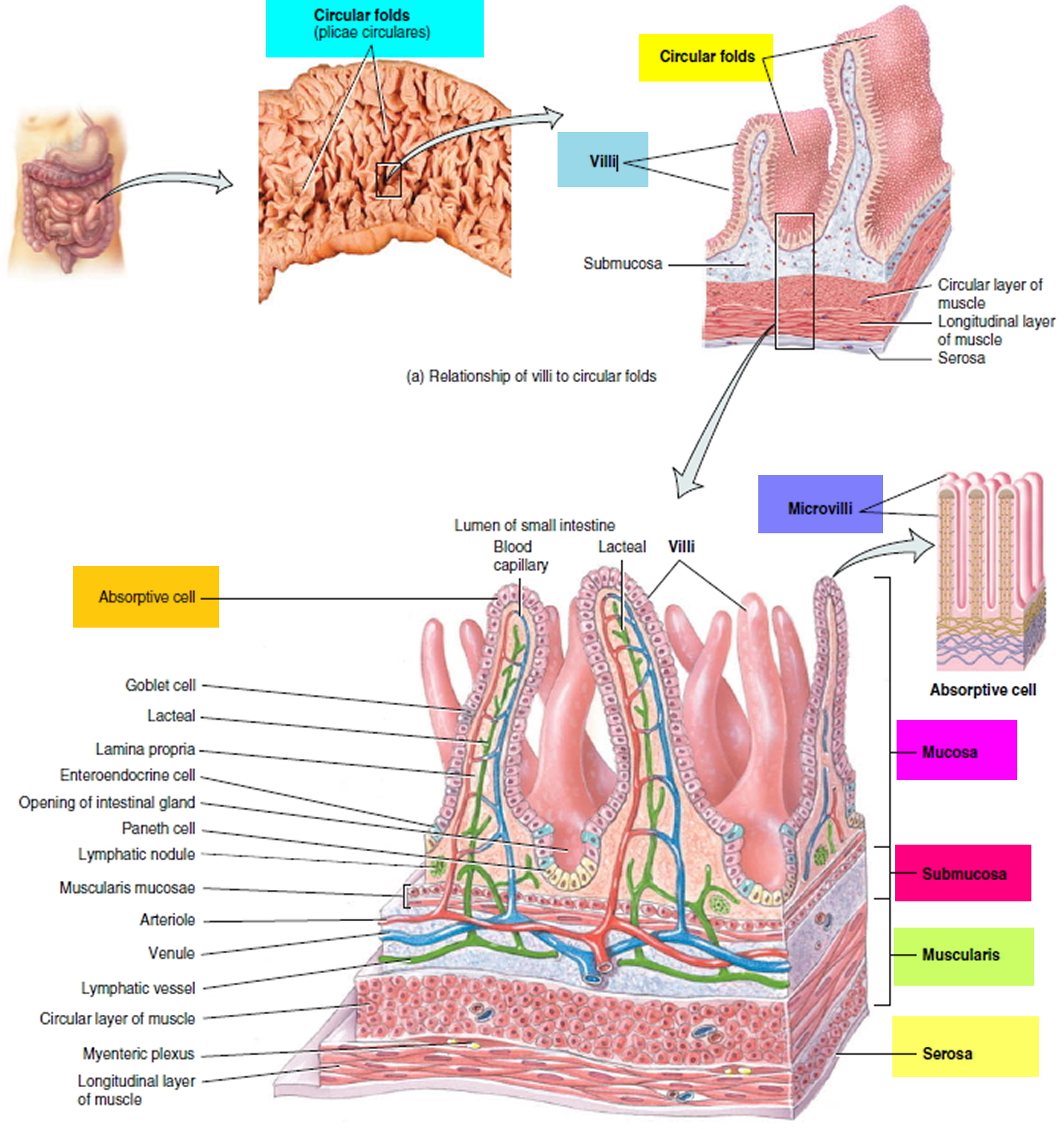 lumen of small intestine function