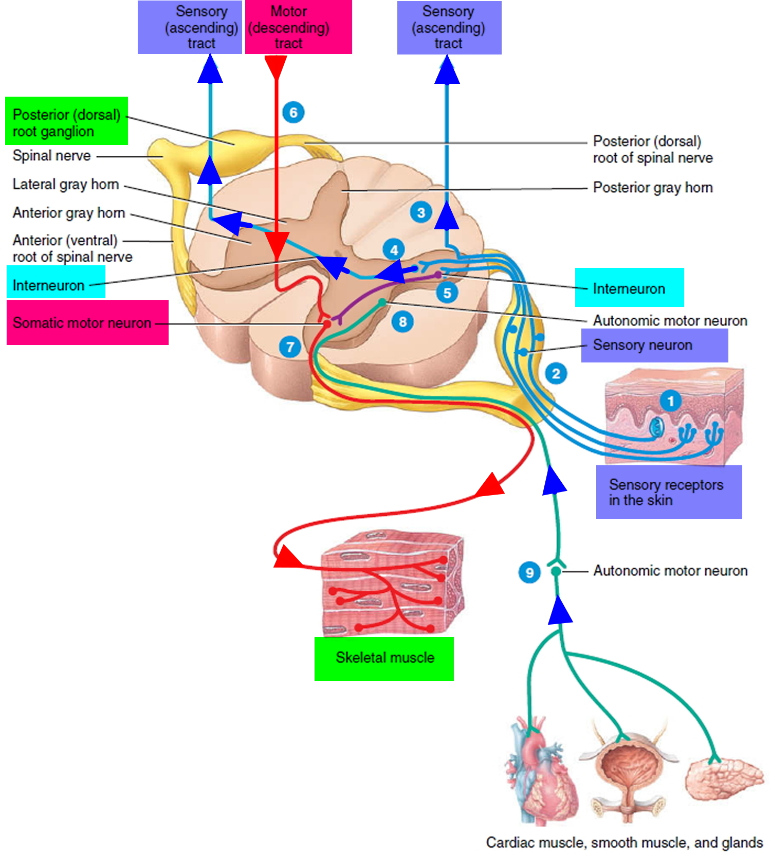 Types Of Sensory Neurons