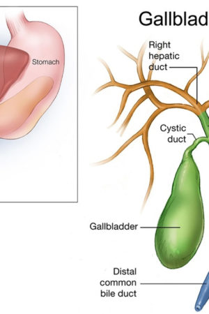 gallbladder anatomy