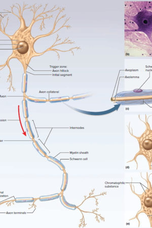 general structure of neuron