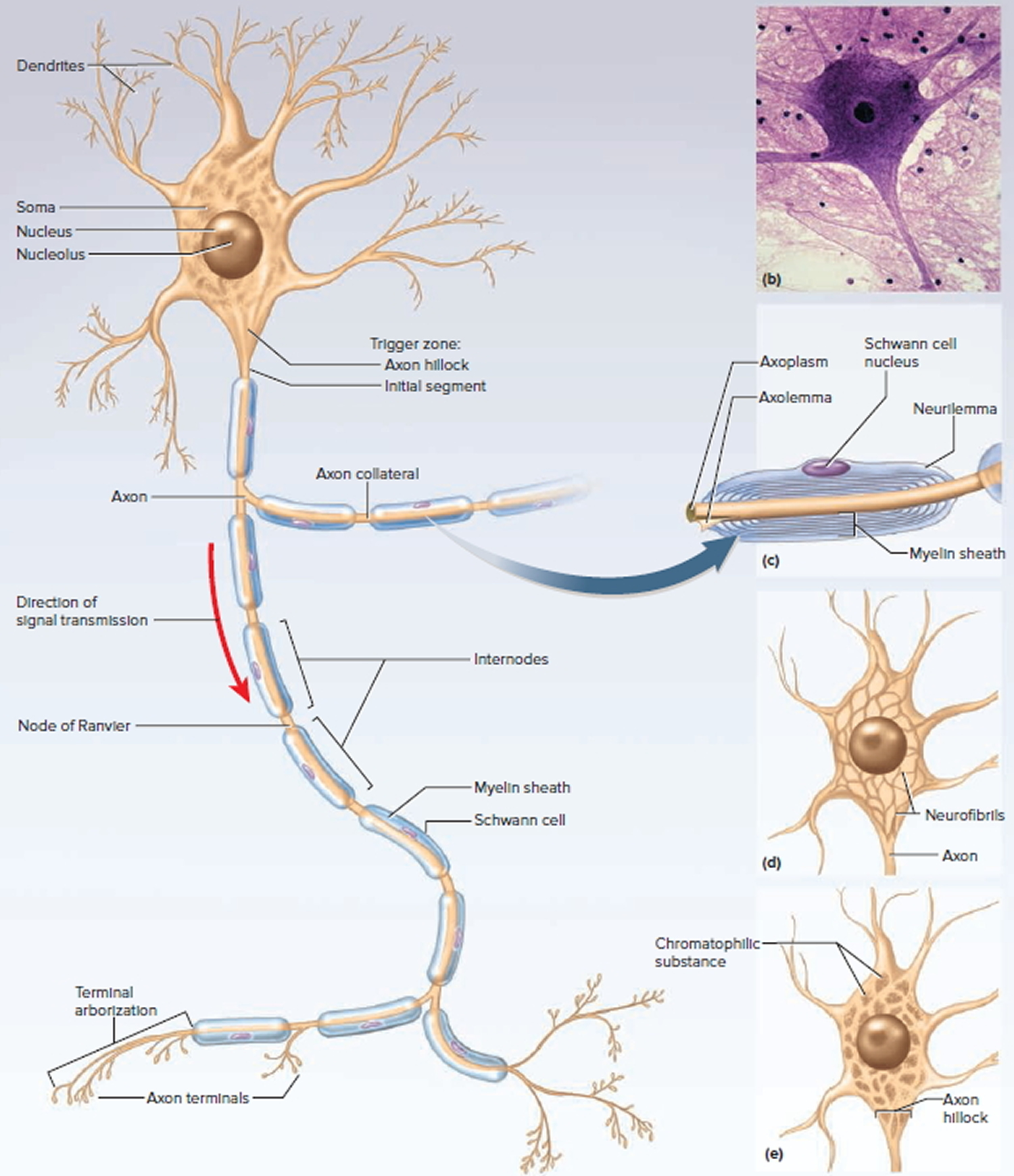 general structure of neuron