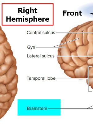 human brain