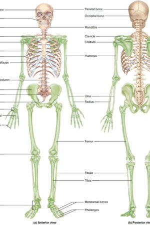 human skeleton