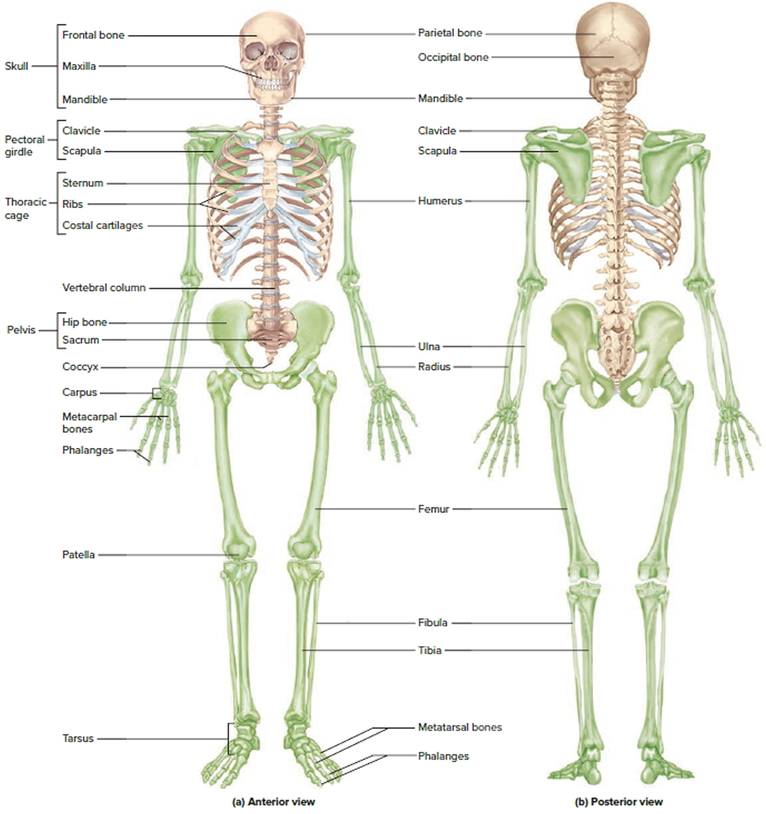 human skeleton presentation