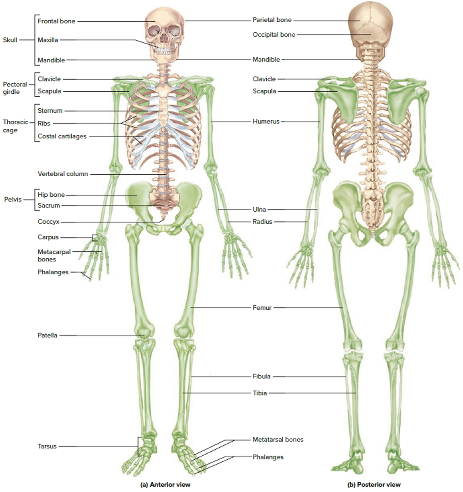 Bones system. Костная система человека анатомия. Скелетная система человека анатомия. Скелетная система кости. Анатомический скелет человека.
