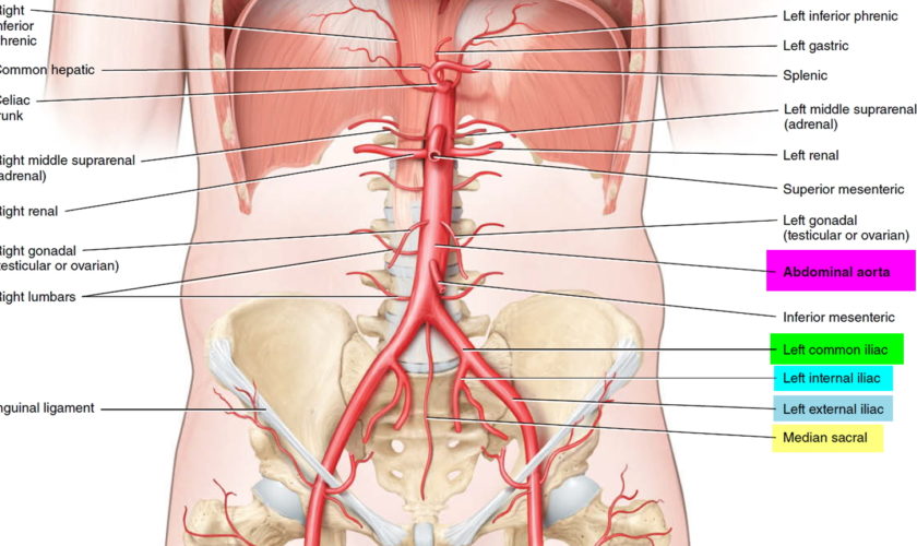 iliac artery