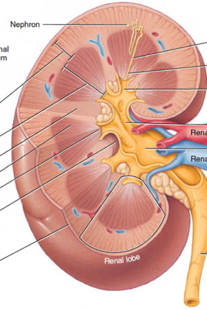 kidney anatomy